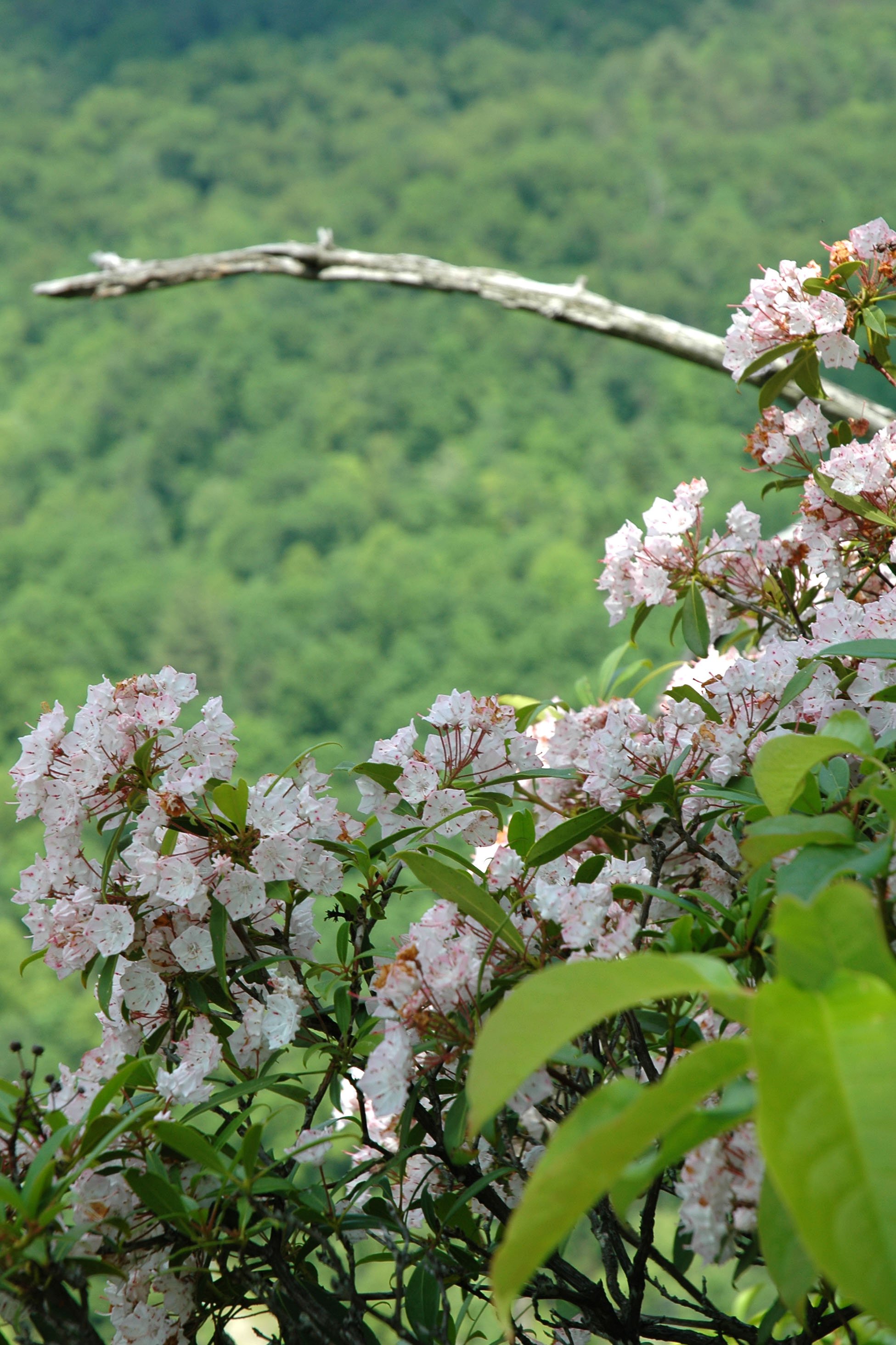Native Flowers